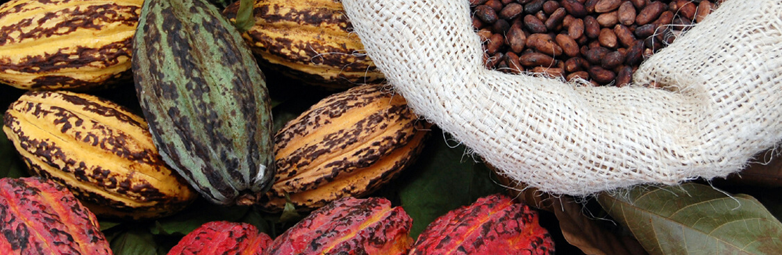 Large cocoa pods next to burlap sack filled with cocoa beans